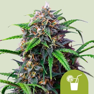 Strawberry Cough - Royal Queen Seeds