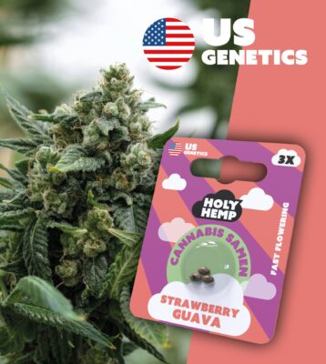 Strawberry Guava Cali Seeds - Holy Hemp