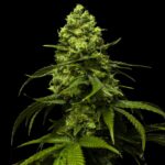 Strawberry Seeds Feminisiert 24% THC