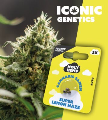 Super Lemon Haze Iconic Seeds - Holy Hemp