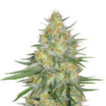 Sweet Cheese XL Auto