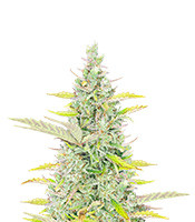 Trainwreck Fast Version – Herbies