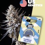 Vanilla Gelato Cali Seeds