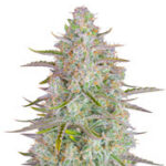 Wedding Cheesecake Auto