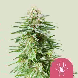 White Widow – Royal Queen Seeds
