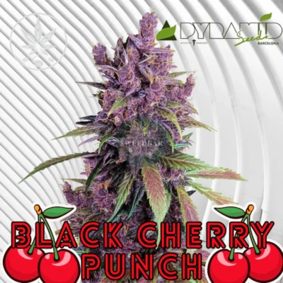Black Cherry Punch Cannabis Stecklinge - Hanfjack