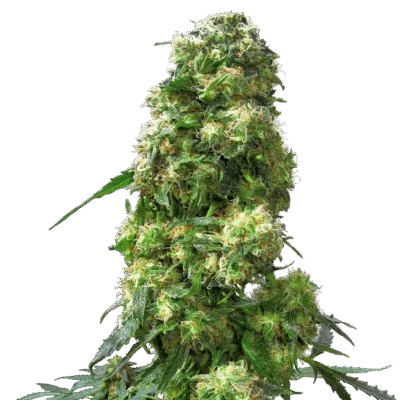 Early Skunk Feminisiert 3 Stk - Bushdoctor