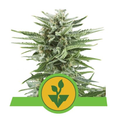Easy Bud 3 Stück Auto - Bushdoctor