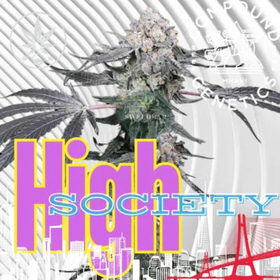 High Society Cannabis Stecklinge 6 Stück - Hanfjack