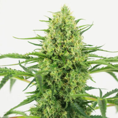 Jamaican Pearl 1 Stk Sensi Seeds - Bushdoctor