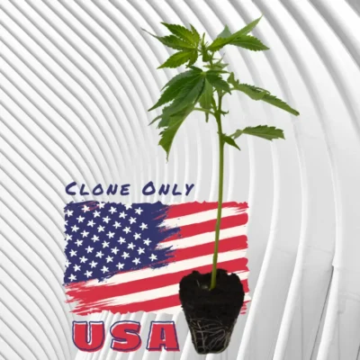 Lemon Thai Amnesia Cannabis Stecklinge 6 Stück - Hanfjack