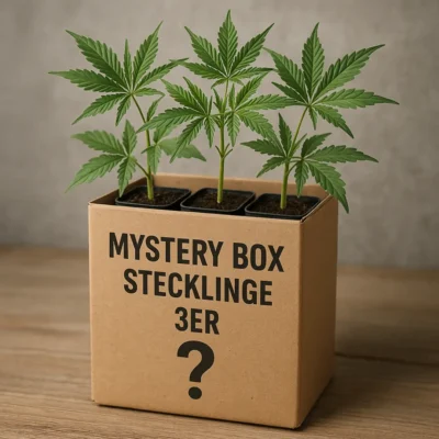 Mystery Box Stecklinge 3er - Hanfjack
