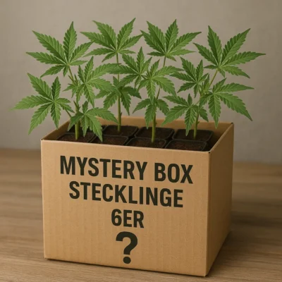 Mystery Box Stecklinge 6er - Hanfjack