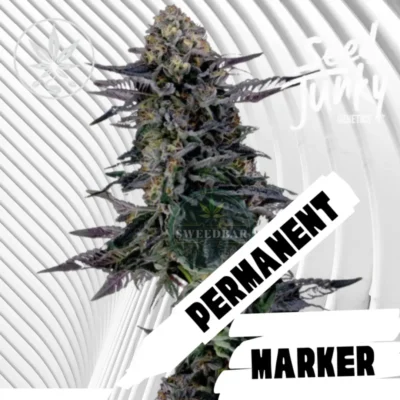 Permanent Marker Cannabis Stecklinge - Hanfjack