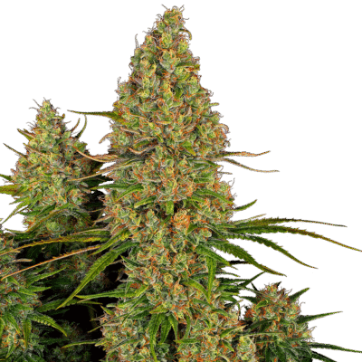 3er Automatik Cannabispflanzen Mix - Bushdoctor