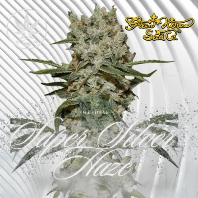 Super Silver Haze Cannabis Stecklinge - Hanfjack