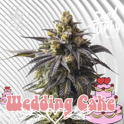 Wedding Cake Cannabis Stecklinge - Hanfjack
