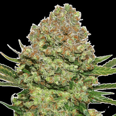 White Widow Feminisiert 1 Stk - Bushdoctor