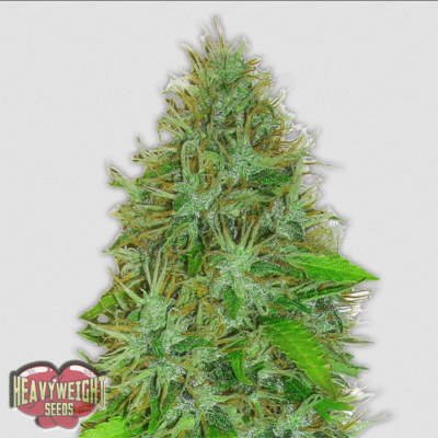 2 Fast 2 Vast Auto-3 Samen - Seeds24