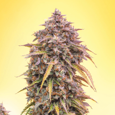 3 Bears OG Auto-3 Samen - Seeds24