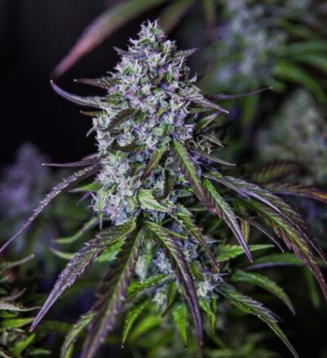 3Wok OG Auto-3 Samen - Seeds24