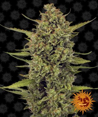 Acapulco Gold Feminisiert-3 Samen - Seeds24