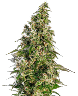 Afghani 1 Automatic-3 Samen - Seeds24