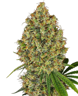 AK-420 Feminisiert -3 Samen - Seeds24