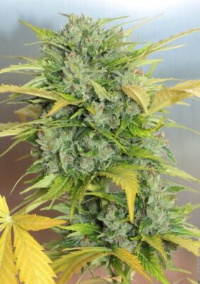 AK-47 Auto-3 Samen - Seeds24