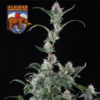 Alaskan Bananaberry Auto -50 Samen - Seeds24