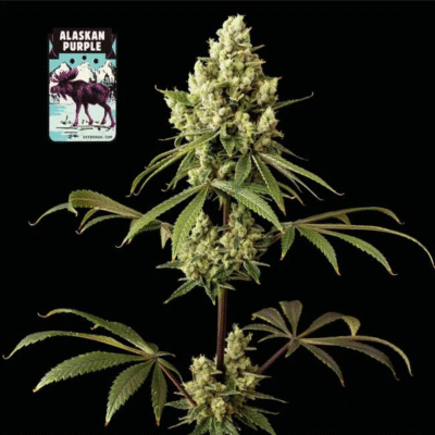 Alaskan Purple Auto-50 Samen - Seeds24