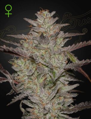 Alienz Automatic-3 Samen - Seeds24