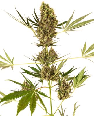 Alpine Delight CBD 30:1 Auto-3 Samen - Seeds24