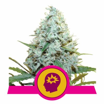 AMG - Amnesia Mac Ganja Feminisiert-3 Samen - Seeds24