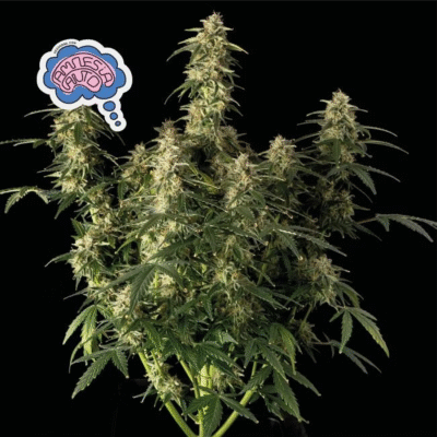 Amnesia Auto-3 Samen - Seeds24