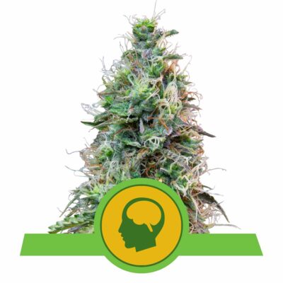 Amnesia Haze Automatic-3 Samen - Seeds24