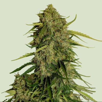 Atlas F1 Auto-3 Samen - Seeds24