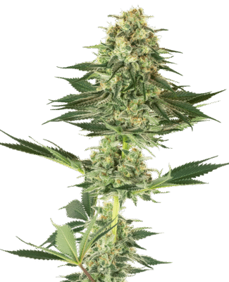 Banana Kush Feminisiert-3 Samen - Seeds24