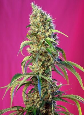 Black Jack CBD Feminisert-3 Samen - Seeds24