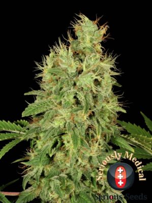 Chronic CBD Feminisiert-3 Samen - Seeds24