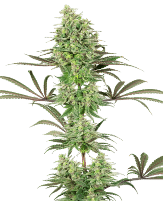 Double Banana Kush Feminisiert-3 Samen - Seeds24