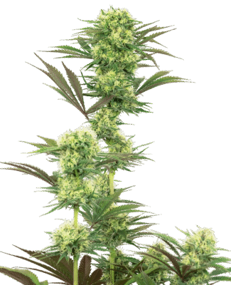 Guava Jelly Feminisiert-3 Samen - Seeds24