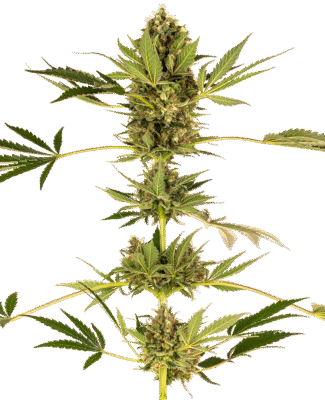 Himalayan CBD Feminisiert-3 Samen - Seeds24