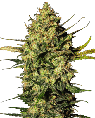 Master Kush Automatic-3 Samen - Seeds24