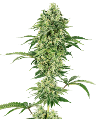 Nicole Hindu Kush Feminisiert-3 Samen - Seeds24