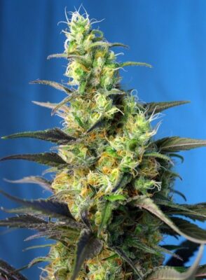 NYC Diesel CBD Feminisiert-3 Samen - Seeds24