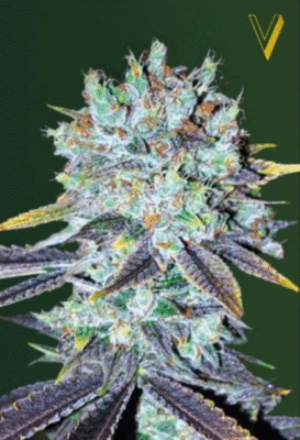 Original Berry Feminisiert-3 Samen - Seeds24