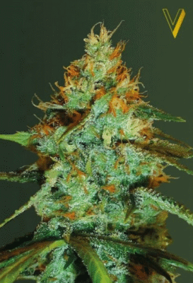 Original Limonade Skunk Feminisiert-3 Samen - Seeds24