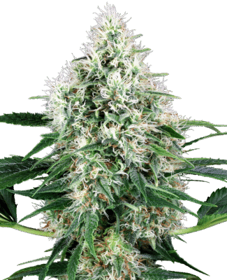 Pure Power Plant Automatic-3 Samen - Seeds24