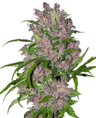 Purple Bud Auto-3 Samen - Seeds24